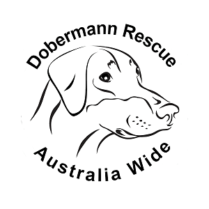 Dobermann Rescue Australia Wide